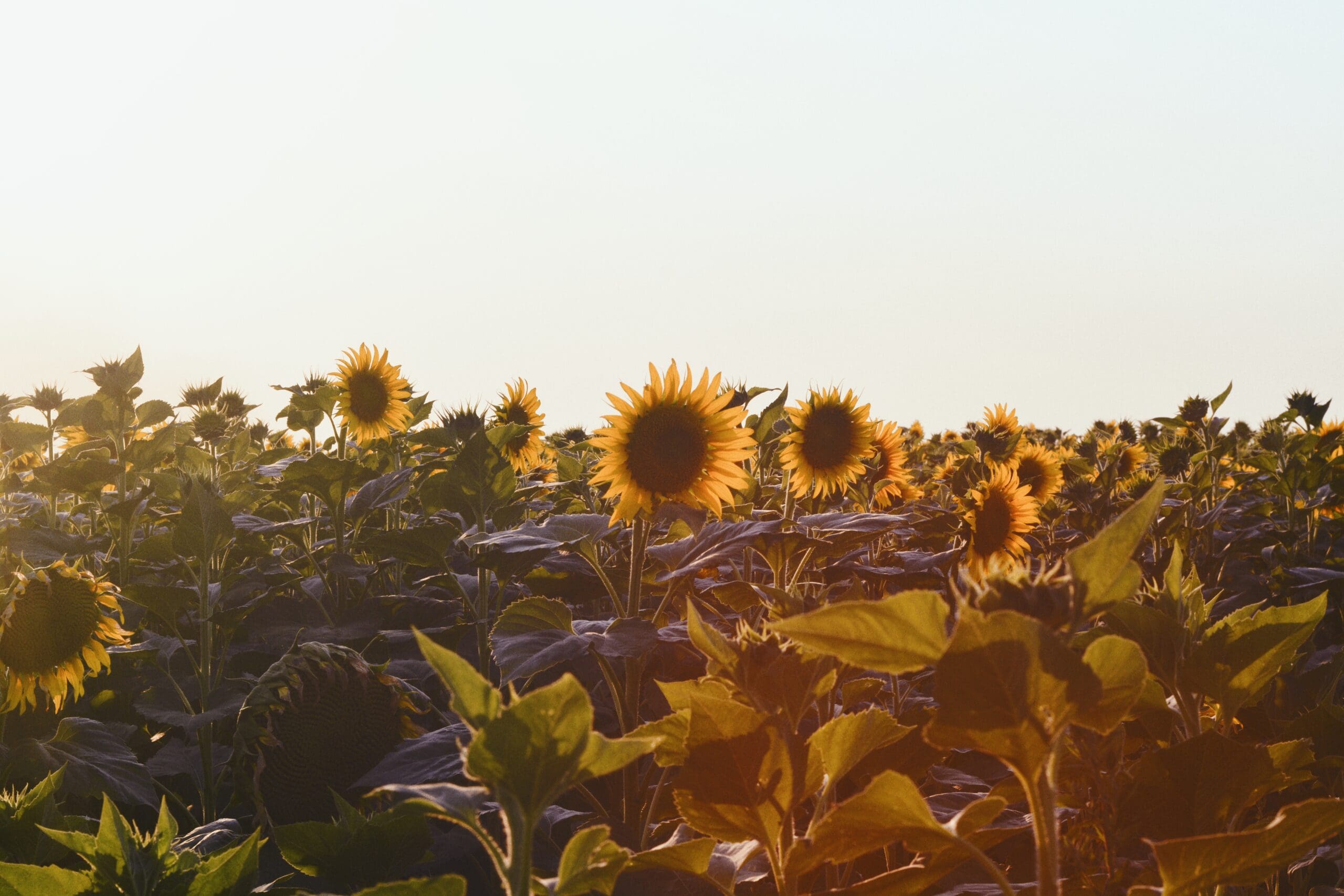 Dmitry bayer 348202 unsplash